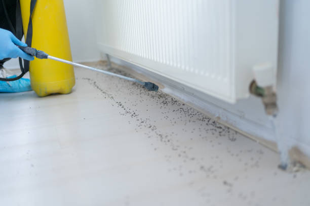 Best Pest Inspection Near Me  in Mead Valley, CA